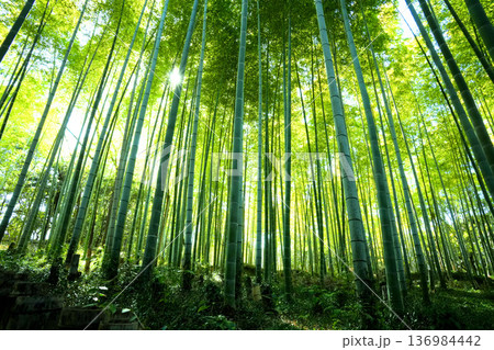 竹林に差し込む光 竹林に差し込む光 136984442