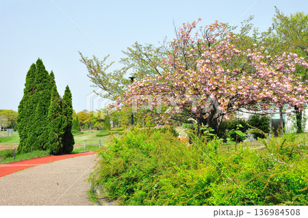 あいち健康の森公園の八重桜 136984508