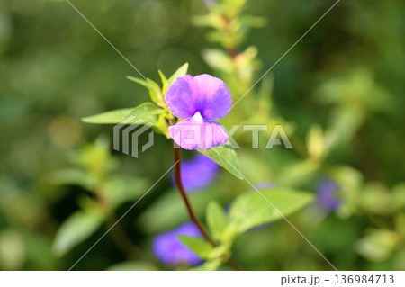 ブルーキャッツアイの花 136984713