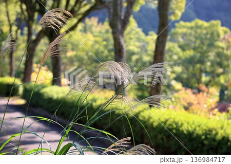 ススキの花 秋の七草 ススキの花 秋の七草 136984717