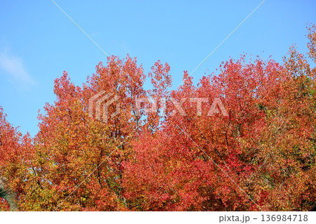鮮やか アメリカフウ紅葉 鮮やか アメリカフウ紅葉 136984718