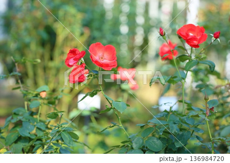 バラの花 サラバンド バラの花 サラバンド 136984720