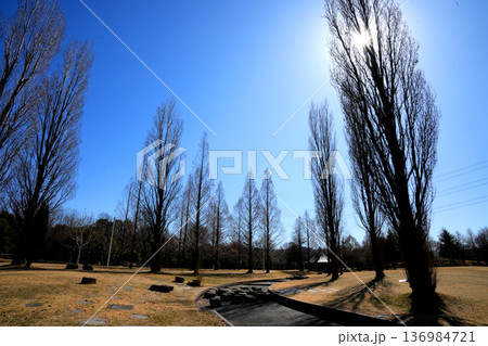 北欧の雰囲気漂うポプラのある公園 北欧の雰囲気漂うポプラのある公園 136984721