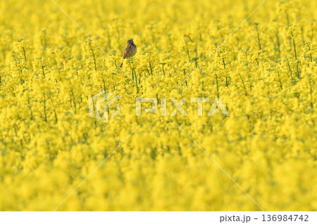 菜の花畑のホオアカ 136984742