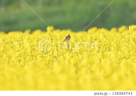 菜の花にとまるホオアカ 菜の花にとまるホオアカ 136984743