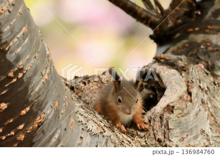 樹洞から出てきたエゾリスの赤ちゃん 樹洞から出てきたエゾリスの赤ちゃん 136984760