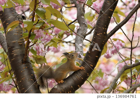 桜花愛でるエゾリスの赤ちゃん 桜花愛でるエゾリスの赤ちゃん 136984761