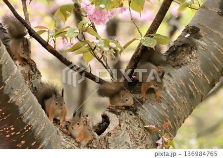 桜の花と5匹の赤ちゃん 136984765