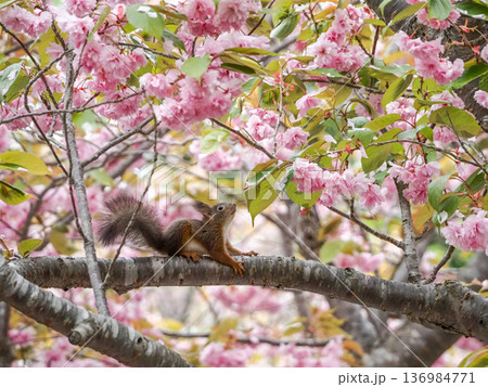 桜花に興味を持つ赤ちゃん 桜花に興味を持つ赤ちゃん 136984771