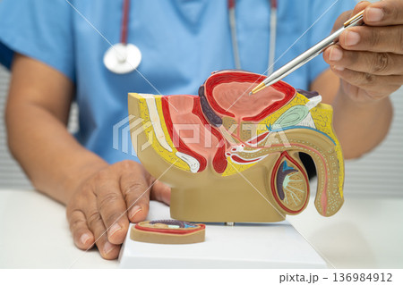 Male reproductive system, Asian doctor holding human anatomy model for study diagnosis and treatment in hospital. Male reproductive system, Asian doctor holding human anatomy model for study diagnosis and treatment in hospital. 136984912