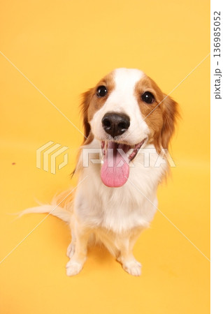 黄色バックでお座りする笑顔がかわいいコーイケルホンディエ 136985052
