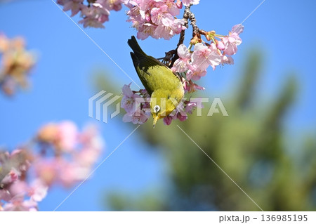 梅の木に止まるメジロ 136985195