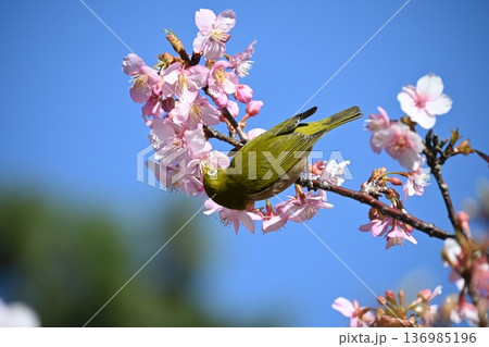 梅の木に止まるメジロ 136985196
