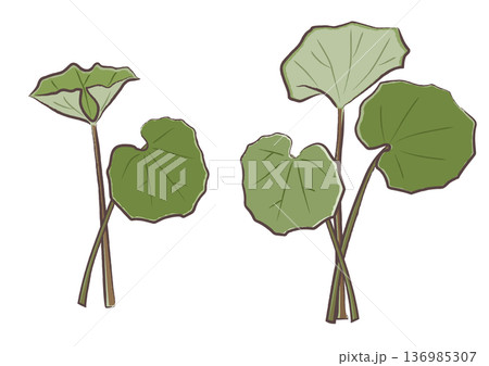 春の山菜ツワブキの束　筆タッチのイラストセット 136985307