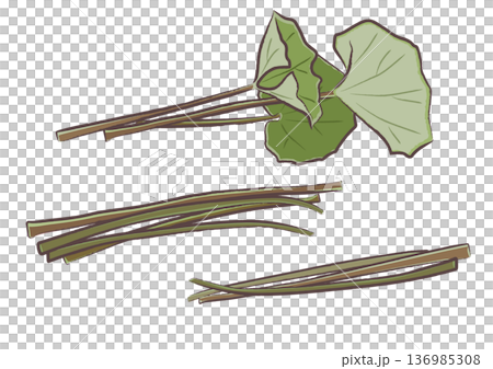 春の山菜ツワブキの束（葉あり・葉柄のみ）筆タッチのイラストセット 136985308