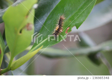 ヒルギの葉を食べるコシロモンドクガの幼虫 ヒルギの葉を食べるコシロモンドクガの幼虫 136985348