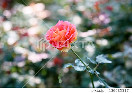 バラの花　ブラスバンド 136985517