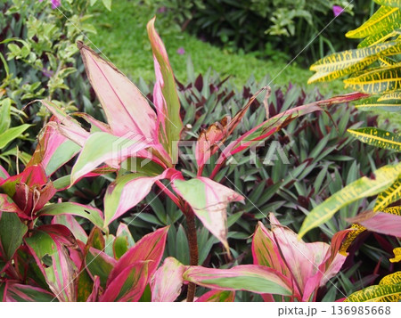東南アジアの植物 東南アジアの植物 136985668