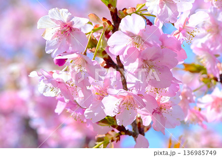 ピンクの花びらが綺麗な河津桜 136985749
