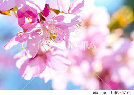 ピンクの花びらが綺麗な河津桜 ピンクの花びらが綺麗な河津桜 136985750