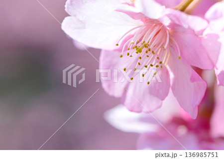 ピンクの花びらが綺麗な河津桜 ピンクの花びらが綺麗な河津桜 136985751