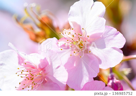 ピンクの花びらが綺麗な河津桜 136985752