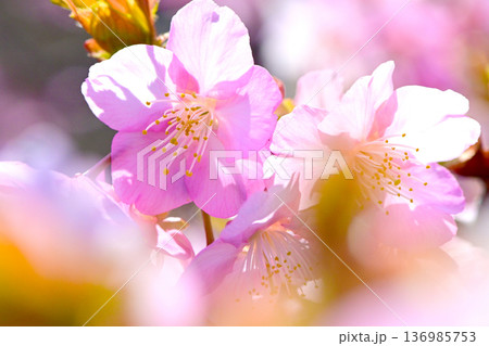 ピンクの花びらが綺麗な河津桜 136985753