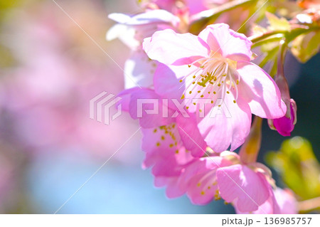 ピンクの花びらが綺麗な河津桜 ピンクの花びらが綺麗な河津桜 136985757