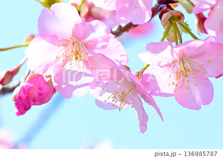 ピンクの花びらが綺麗な河津桜 136985787