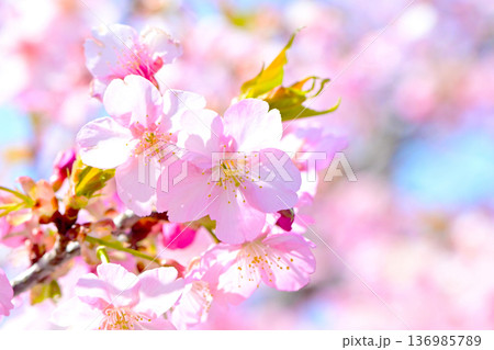 ピンクの花びらが綺麗な河津桜 ピンクの花びらが綺麗な河津桜 136985789