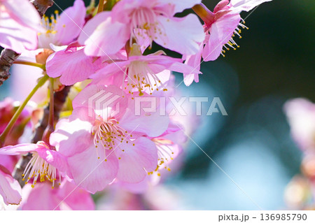 ピンクの花びらが綺麗な河津桜 ピンクの花びらが綺麗な河津桜 136985790