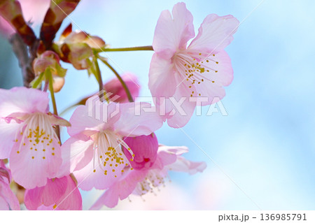 ピンクの花びらが綺麗な河津桜 ピンクの花びらが綺麗な河津桜 136985791
