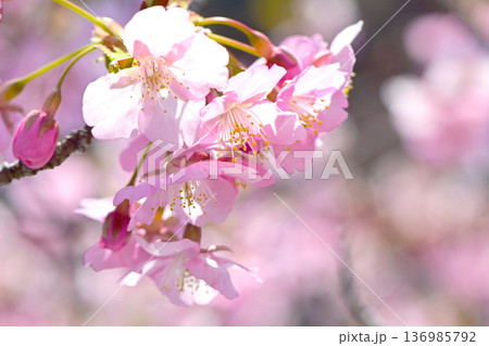 ピンクの花びらが綺麗な河津桜 ピンクの花びらが綺麗な河津桜 136985792