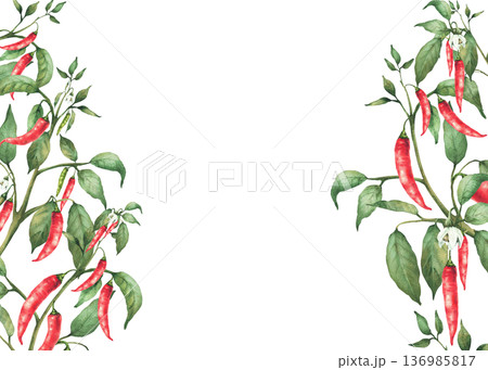 Red hot chili pepper plant frame. Watercolor hand painted stem with flowers, green leaves, ripe, unripe pods. Isolated from background illustration. Spicy garden vegetable. Food, sauces label template 136985817