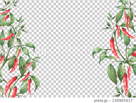 Red hot chili pepper plant frame. Watercolor hand painted stem with flowers, green leaves, ripe, unripe pods. Isolated from background illustration. Spicy garden vegetable. Food, sauces label template Red hot chili pepper plant frame. Watercolor hand painted stem with flowers, green leaves, ripe, unripe pods. Isolated from background illustration. Spicy garden vegetable. Food, sauces label template 136985817