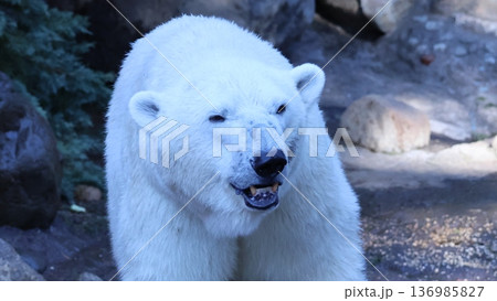 歩くホッキョクグマ 136985827