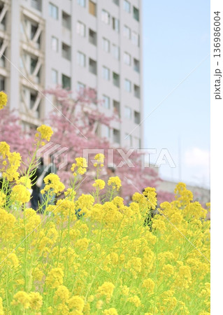菜の花と桜と都会の高層マンション 春の風景 菜の花と桜と都会の高層マンション 春の風景 136986004