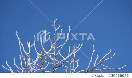 枝の霜、樹霜。 136986028