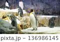 動物園でくつろぐペンギン 136986145