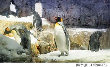 動物園でくつろぐペンギン 136986145