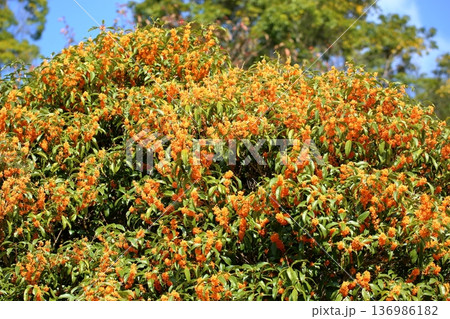 満開 キンモクセイの花 満開 キンモクセイの花 136986182