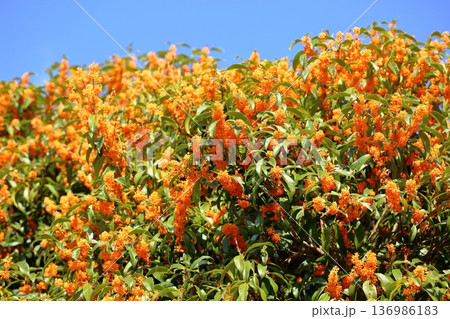 満開 キンモクセイの花 満開 キンモクセイの花 136986183