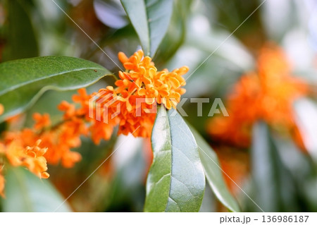 満開　キンモクセイの花 136986187