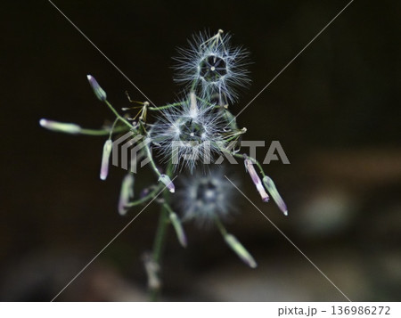 ムラサキニガナの綿毛 136986272