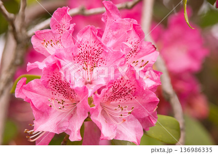 西洋シャクナゲの薄紫色の花のクローズアップ 136986335