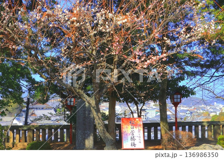 紅白菅勝梅(福良天満宮・臼杵市) 紅白菅勝梅(福良天満宮・臼杵市) 136986350