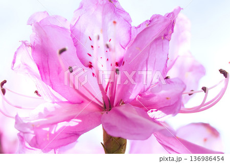 初夏の陽に透けるツツジの花のクローズアップ 初夏の陽に透けるツツジの花のクローズアップ 136986454