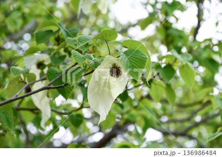 ハンカチノキ　Handkerchief tree 136986484