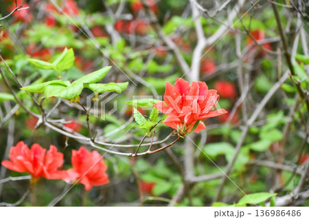オンツツジ Rhododendron kaempferi オンツツジ Rhododendron kaempferi 136986486