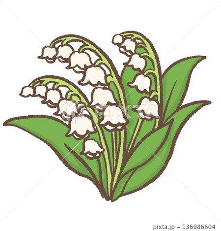 Cute lily of the valley floral illustration hand drawn spring botanical flower for romantic wedding decor baby nursery wall art and feminine design 136986604
